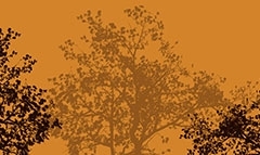 kouzina-kladiaportokali